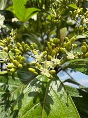 Andean Cherry (Cornus peruviana)