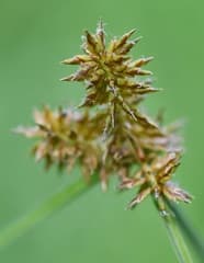 Manima's sedge (Cyperus manimae)