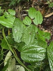 Chondodendron (Curarea)