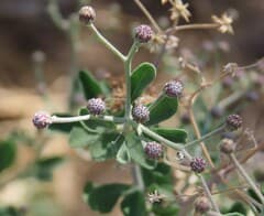 Orb Plant (Orbivestus)