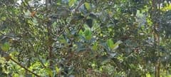 Wild Jackfruit (Artocarpus nobilis)