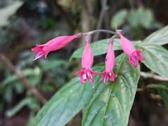 Firespike (Odontonema)