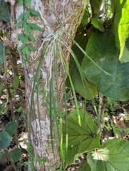 Cucullata Brassavola (Brassavola cucullata)