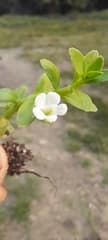 Water Hyssop (Bacopa crenata)