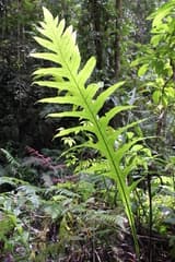 Polypodium affine (Polypodium affine)