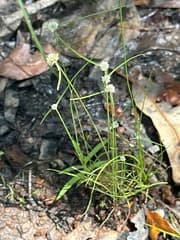 Beautiful Flatsedge (Cyperus pulchellus)