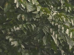 Indian Red Wood (Chukrasia tabularis)