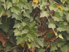 Nepalese Ivy (Hedera nepalensis)