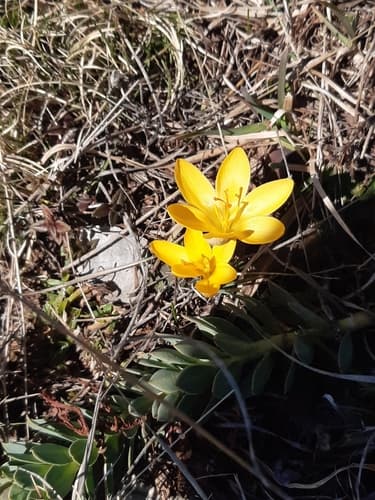 Snow Crocus (Crocus chrysanthus)
