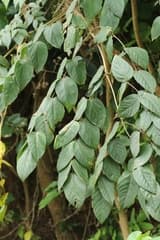 Chinese angelica tree (Aralia chinensis)