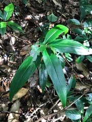Coral Berry (Ardisia crispa)