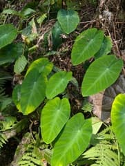 False Taro (Colocasia fallax)
