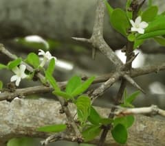 Inkberry (Randia aculeata)