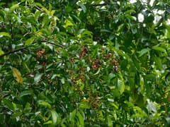 Bignay (Antidesma bunius)