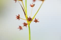 Jointleaf Rush (Juncus articulatus)
