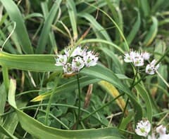 Little Lady onion (Allium virgunculae)