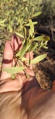 Wattle (Acacia kempeana)