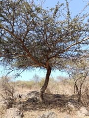 White Bark Acacia (Acacia leucophloea)