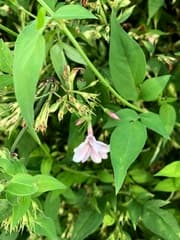 Spanish Jasmine (Jasminum grandiflorum)