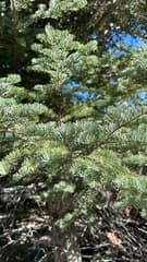 Low's Fir (Abies lowiana)