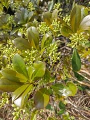 Machilus (Machilus chekiangensis)