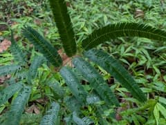 Chinese Albizia (Albizia chinensis)