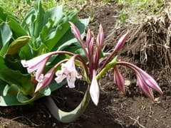 MacOwan's Crinum Lily (Crinum macowanii)