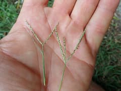 Couch grass (Digitaria didactyla)