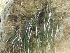 Appendiculata Brassavola (Brassavola appendiculata)