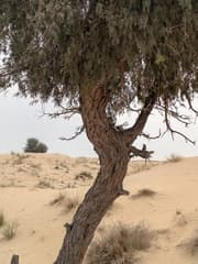Khejri (Prosopis cineraria)