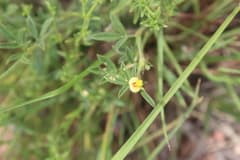 Shrubby Peanut (Arachis fruticosa)