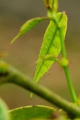 Chinese Fringe Flower (Loropetalum subcordatum)