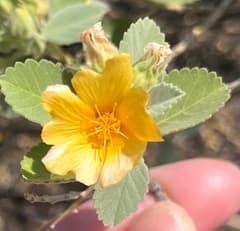 Yellow Sida (Sida fallax)