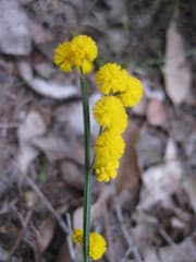 Flat Wattle (Acacia applanata)