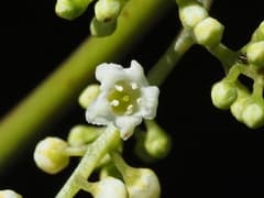 Flowering Evergreen (Maesa)