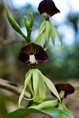 Cockleshell Orchid (Encyclia cochleata)