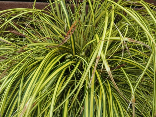 Japanese Sedge (Carex morrowii)