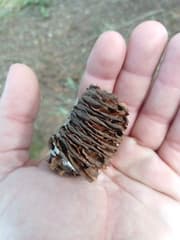 Fir (Abies)
