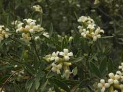Daphne (Daphne mucronata)