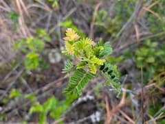 Bonin Island Hawthorn (Osteomeles anthyllidifolia)
