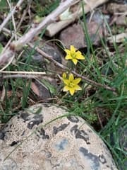 Yellow Star-of-Bethlehem (Gagea tenera)