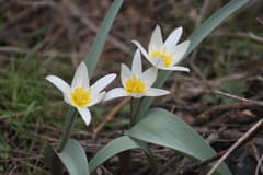 Tulipa orthopoda (Tulipa orthopoda)