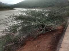 Acacia planifrons (Acacia planifrons)