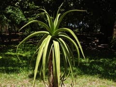 Helena's Aloe (Aloe helenae)