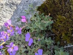 Aubrieta (Aubrieta)