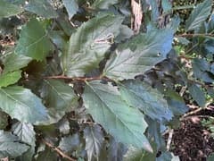 Hackberry (Aphananthe)