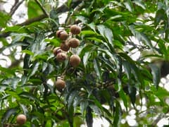 Chinese dogwood (Amesiodendron chinense)