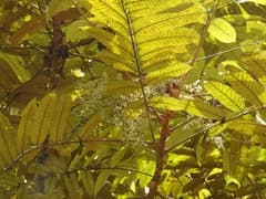 Silver Aglaia (Aglaia argentea)