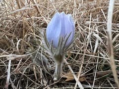 Anemone patens (Anemone patens)