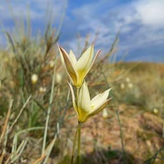 Two-flowered Tulip (Tulipa biflora)